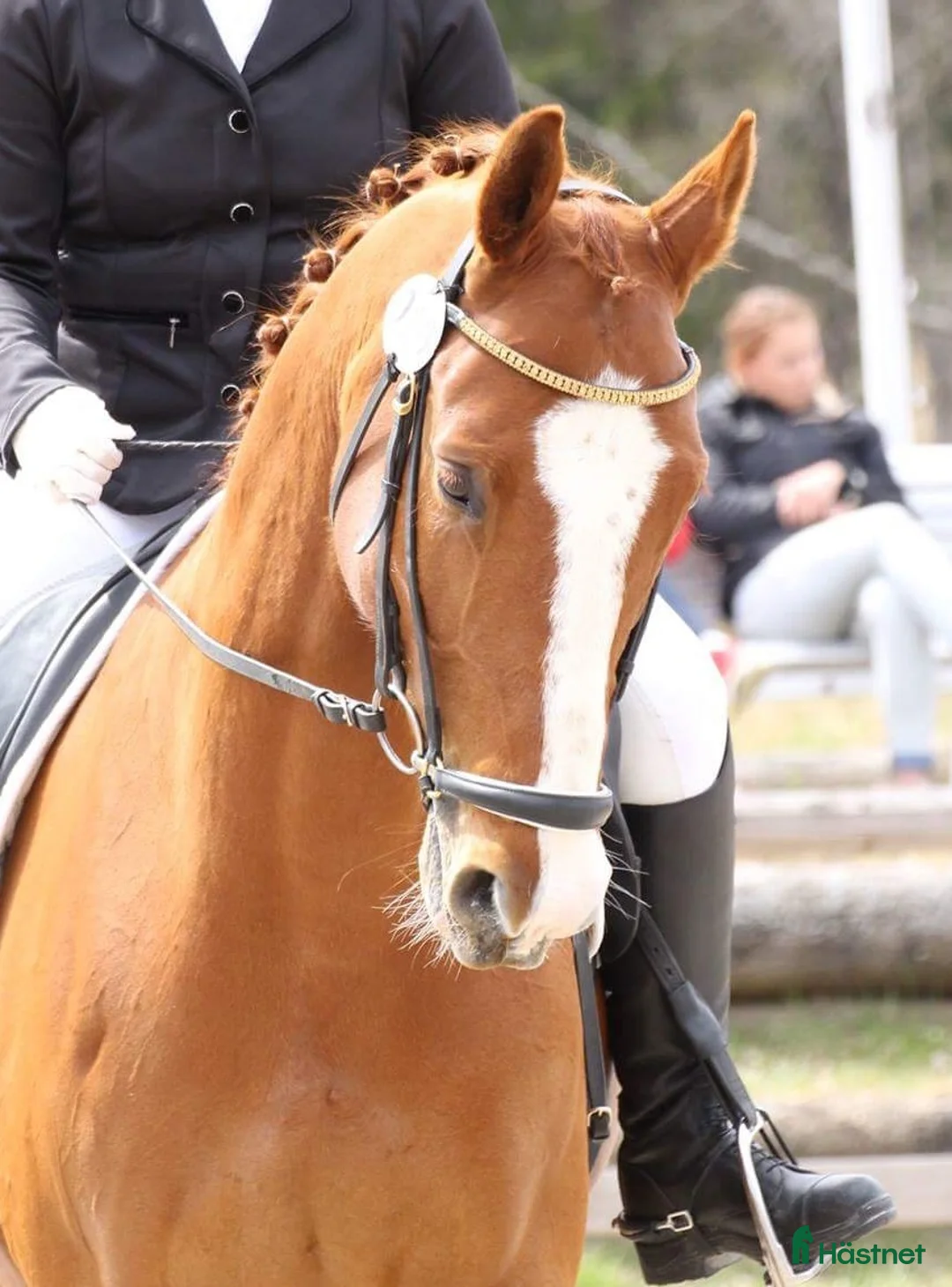 Allround hästar till salu: En bästa vän att ha roligt med! i Karlstad - Annons 1