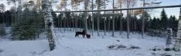 Allround hästar sökes: Familjemedlem sökes i Bjuråker - Annons 1