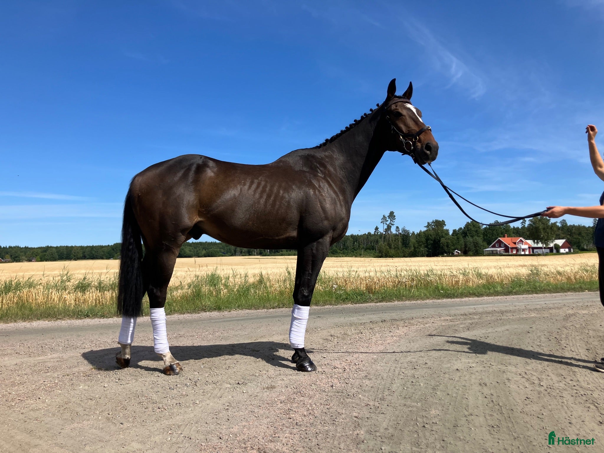  hästar Kanon fin allround häst - Annons 1