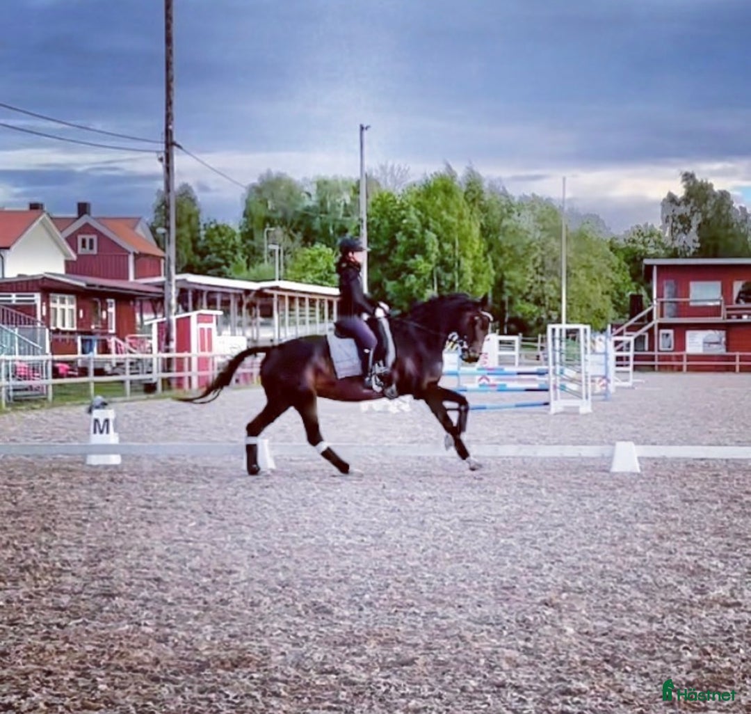  hästservice finnes: Inridning - utbildning - försäljning i Västervik - Annons 3