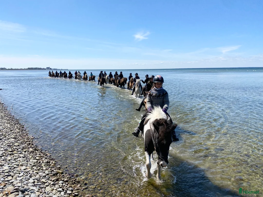  hästjobb finnes: Turridningsguide & Ridlägerledare i Mörbylånga - Annons 4