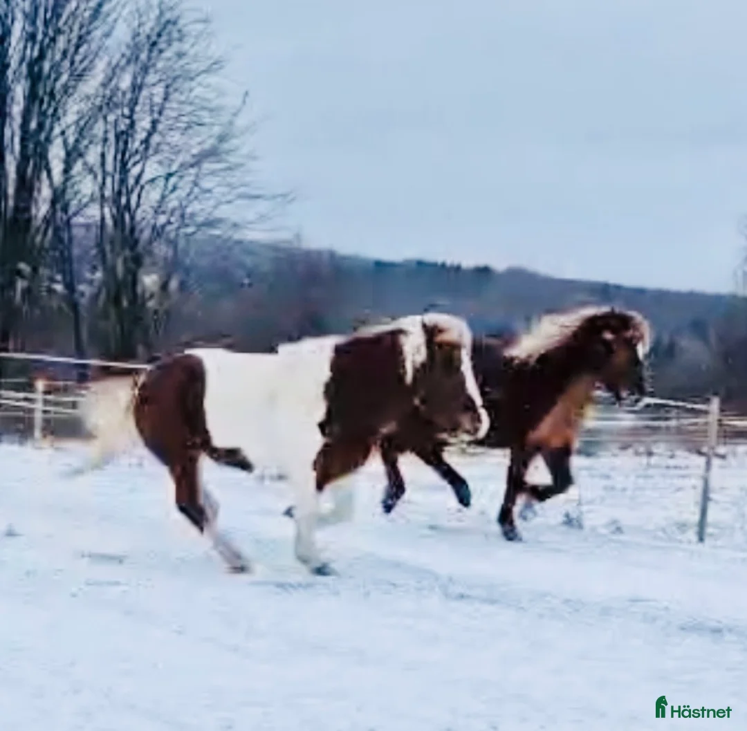  stallplats finnes: Stallplats uthyres  i Boda Kyrkby - Annons 1