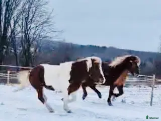 stallplats Stallplats uthyres i Boda Kyrkby - Annons 12