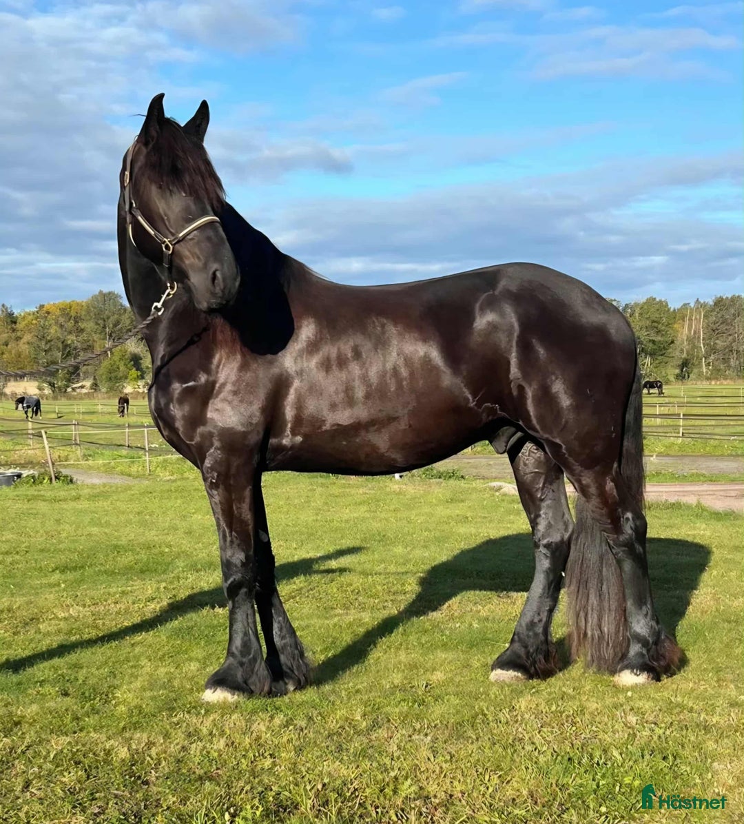 Allround hästar till salu: Sirius en läckerbit utöver det vanliga i Upplands Väsby - Annons 1