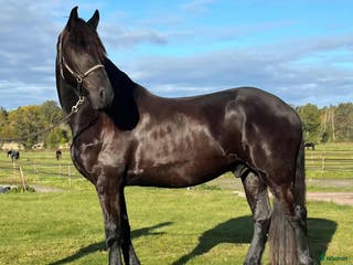 hästar Sirius en lyxig snygging - Annons 6