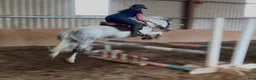 Allround hästar till salu: Quality D pony - Annons 12