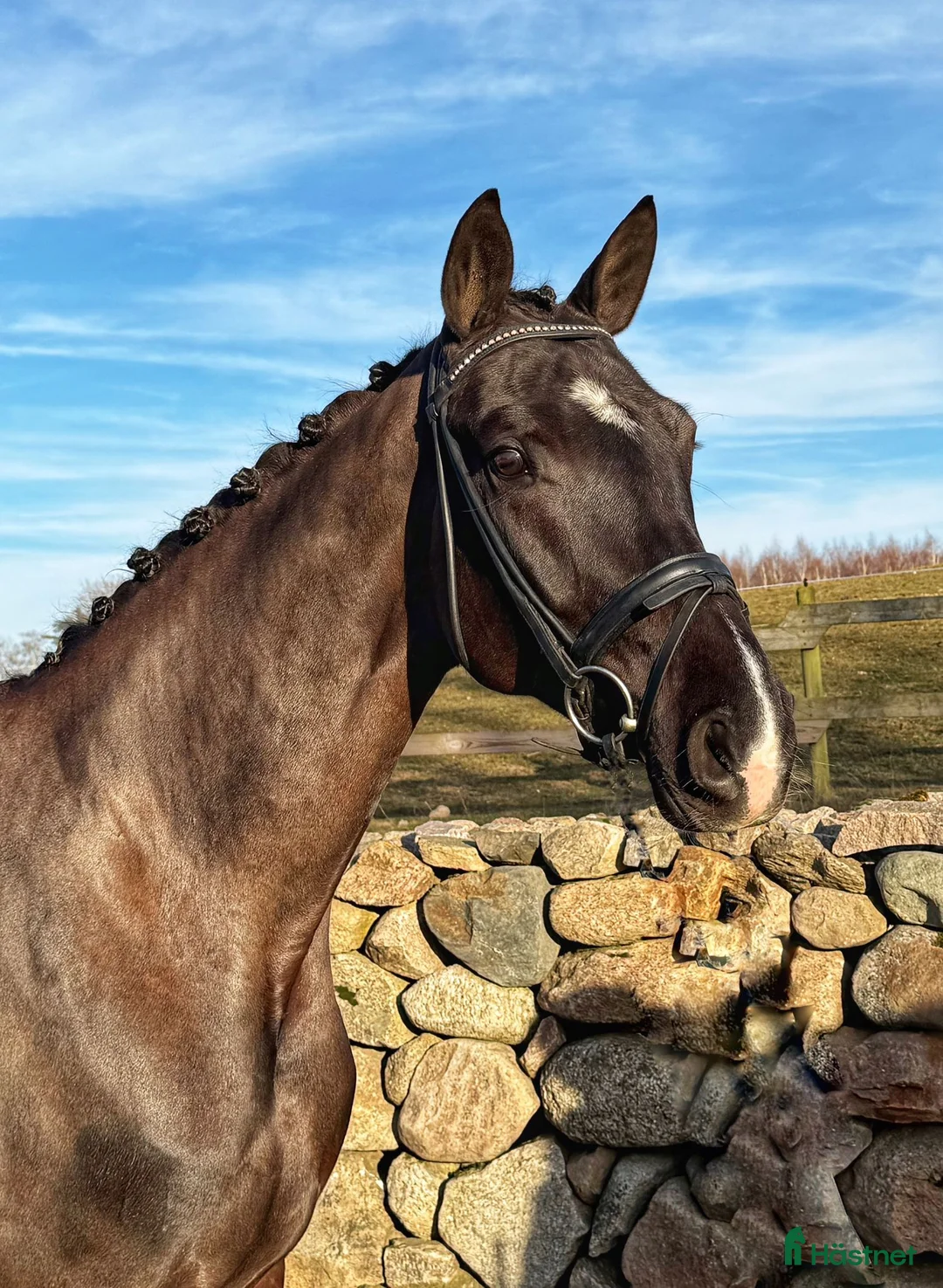 Dressyr hästar till salu: Talangfullt sto! - Annons 2