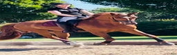 Dressyr hästar till salu: Super bra dressage Horse i Solrød Strand - Annons 3
