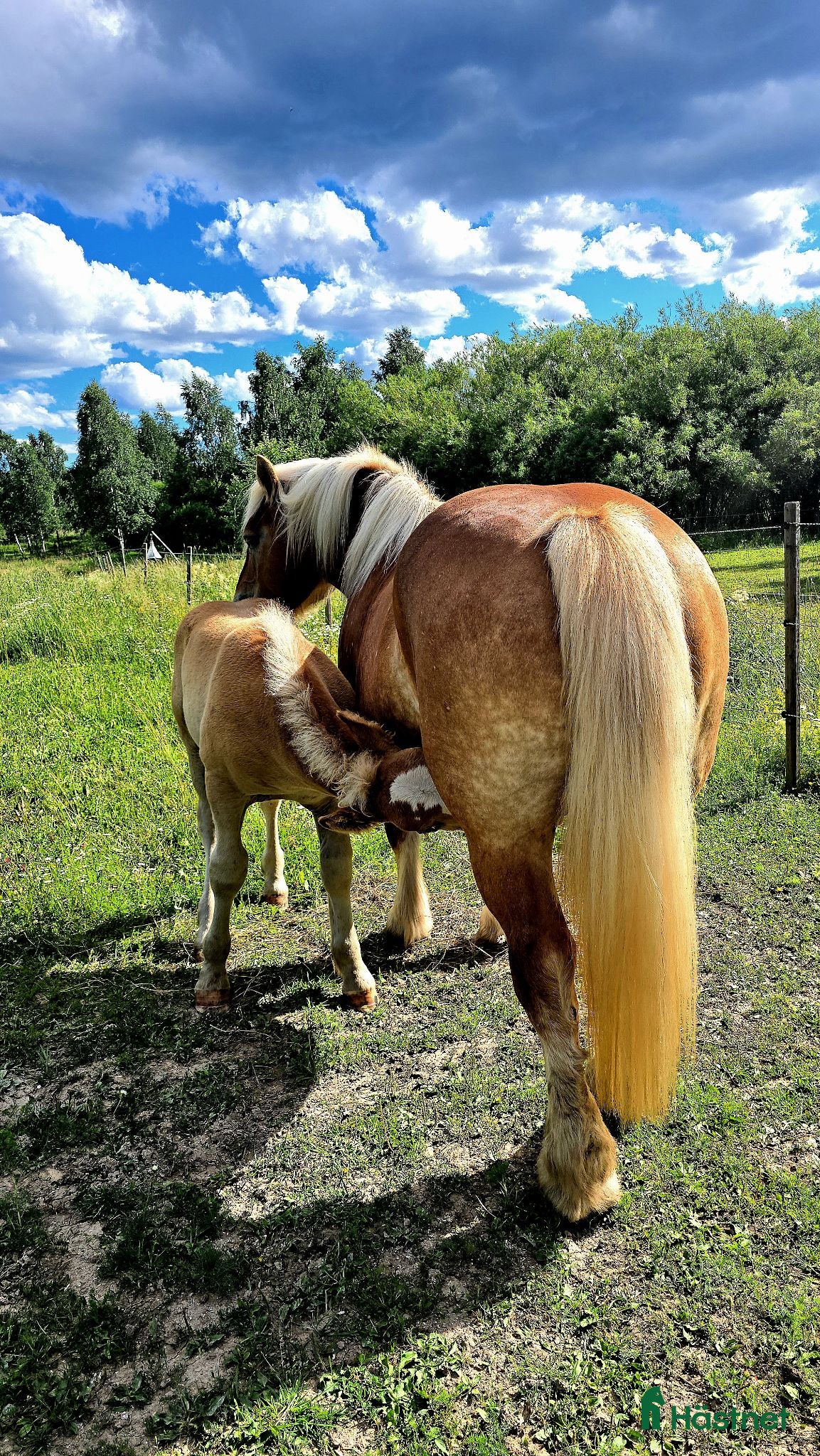  foderhäst 🐴Fodervärd sökes till Ardennerhingst 🐴  - Annons 3