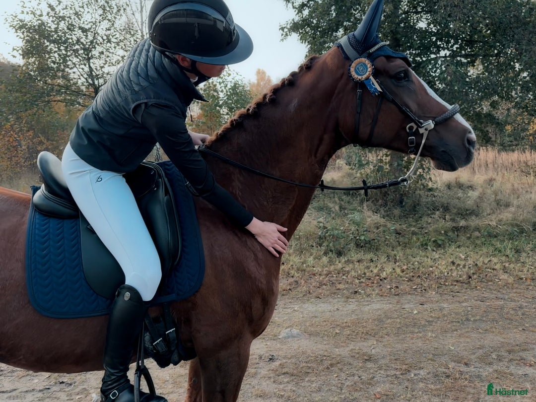  hästservice finnes: Inridning, Tillridning & Försjäljning i Eldsberga - Annons 5