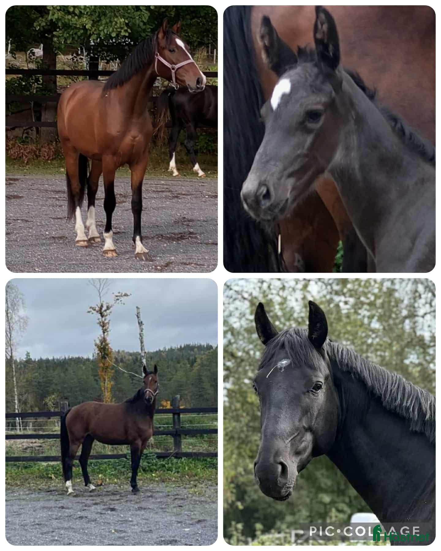  hästar Halvblodsunghästar i olika åldrar i Lammhult - Annons 23