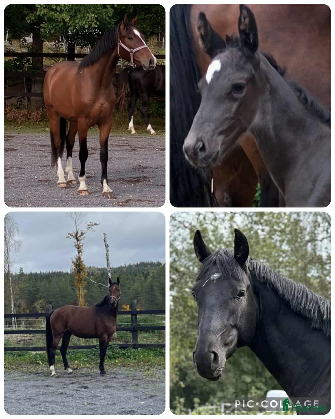 Dressyr hästar till salu: Halvblodsunghästar i olika åldrar i Lammhult - Annons 1