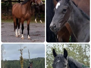 hästar Halvblodsunghästar i olika åldrar i Lammhult - Annons 19