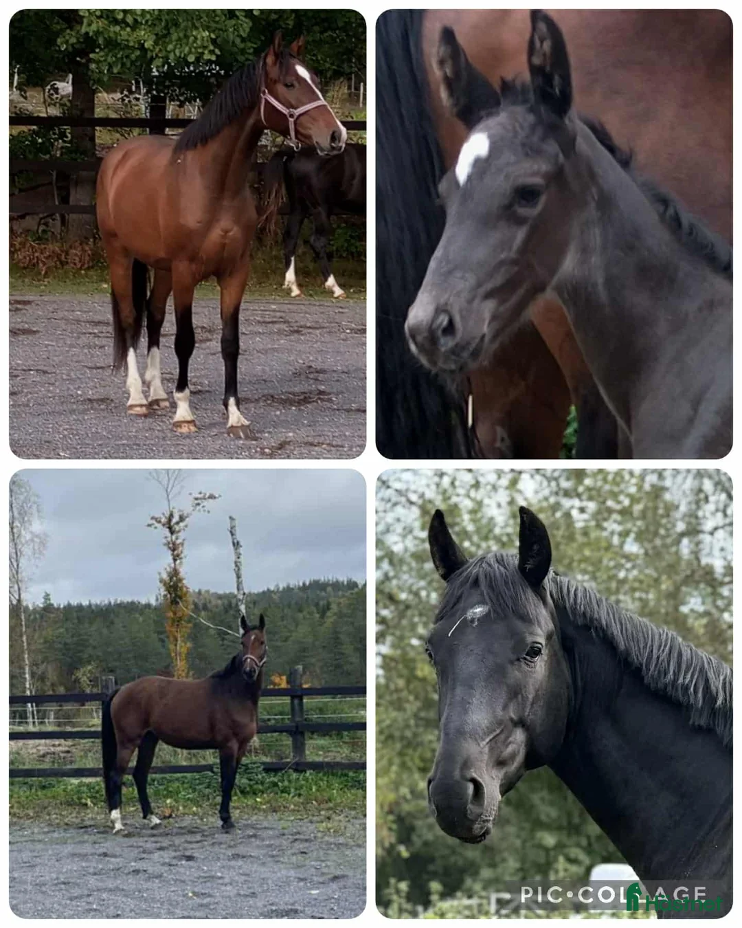 Dressyr hästar till salu: Halvblodsunghästar i olika åldrar i Lammhult - Annons 1