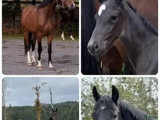 Dressyr hästar till salu: Halvblodsunghästar i olika åldrar i Lammhult - Annons 3