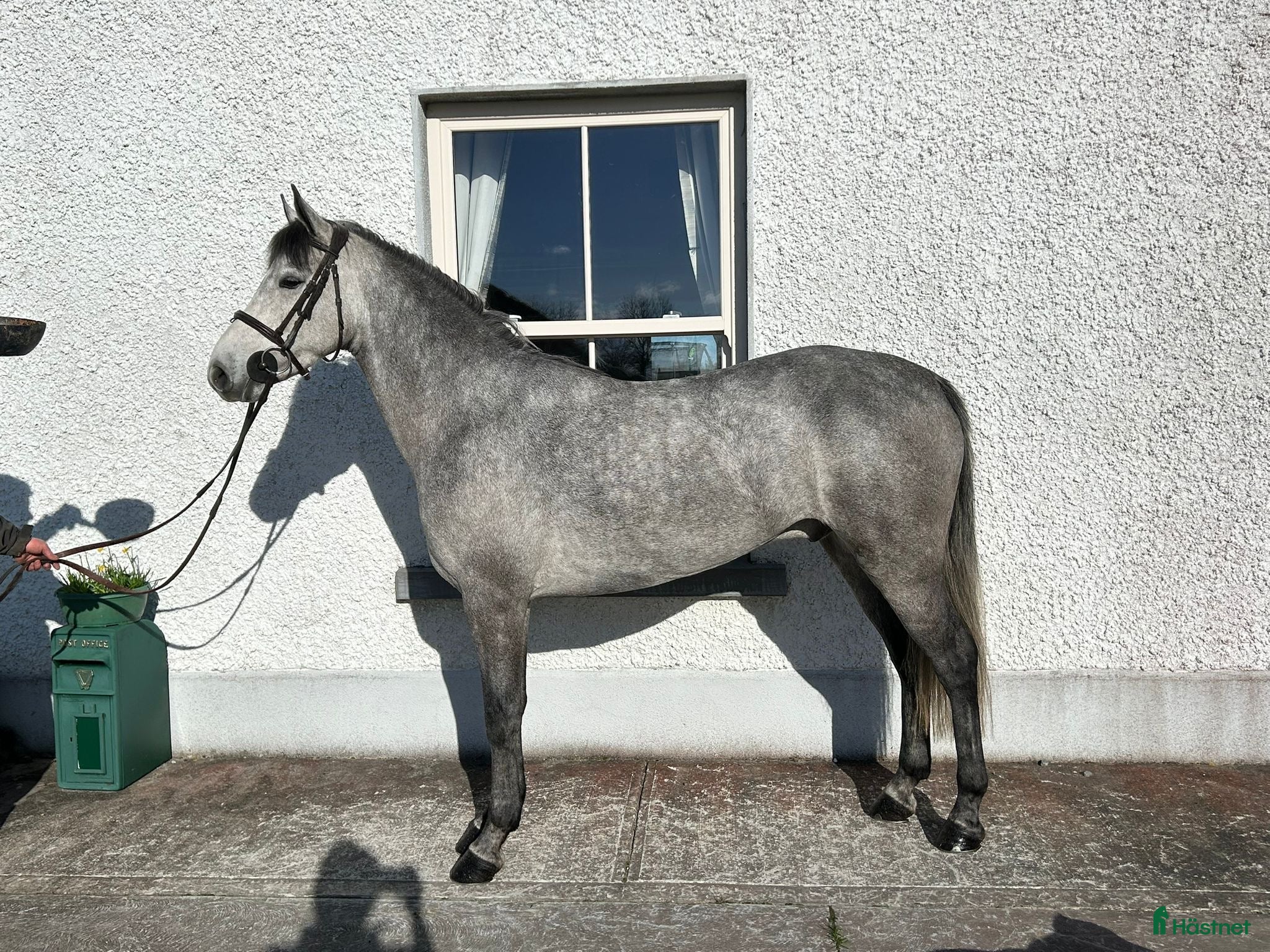  hästar Attyrory Horses - Annons 2