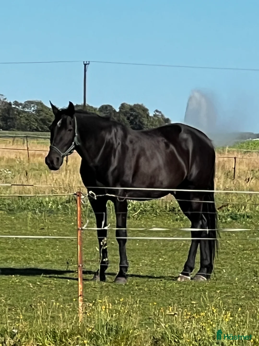  medryttarhäst finnes: Medryttare sökes - Annons 2