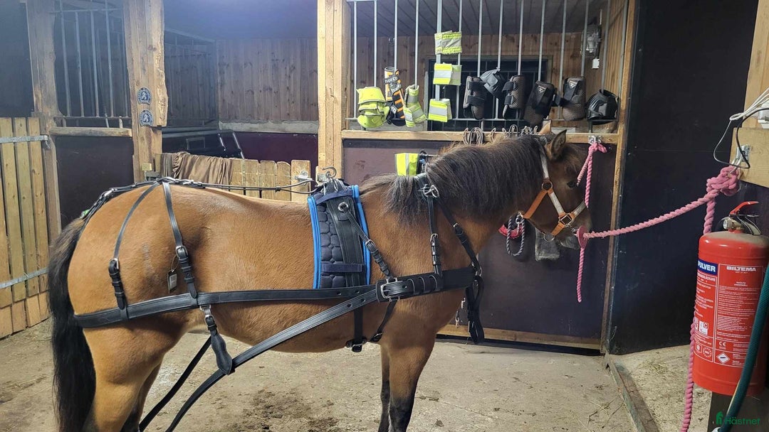 Körselar körning till salu: Parselar ponny Ideal i Västra Ämtervik - Annons 23