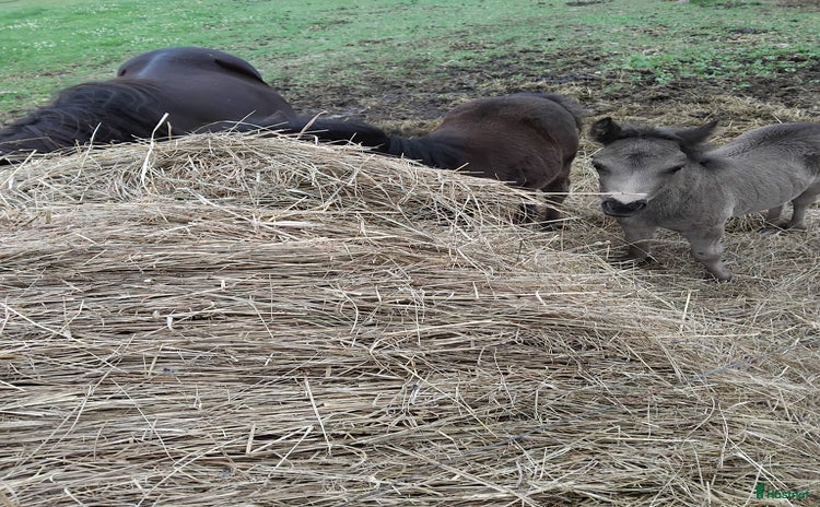  hästar Mysig shettiskille i Månstad - Annons 1