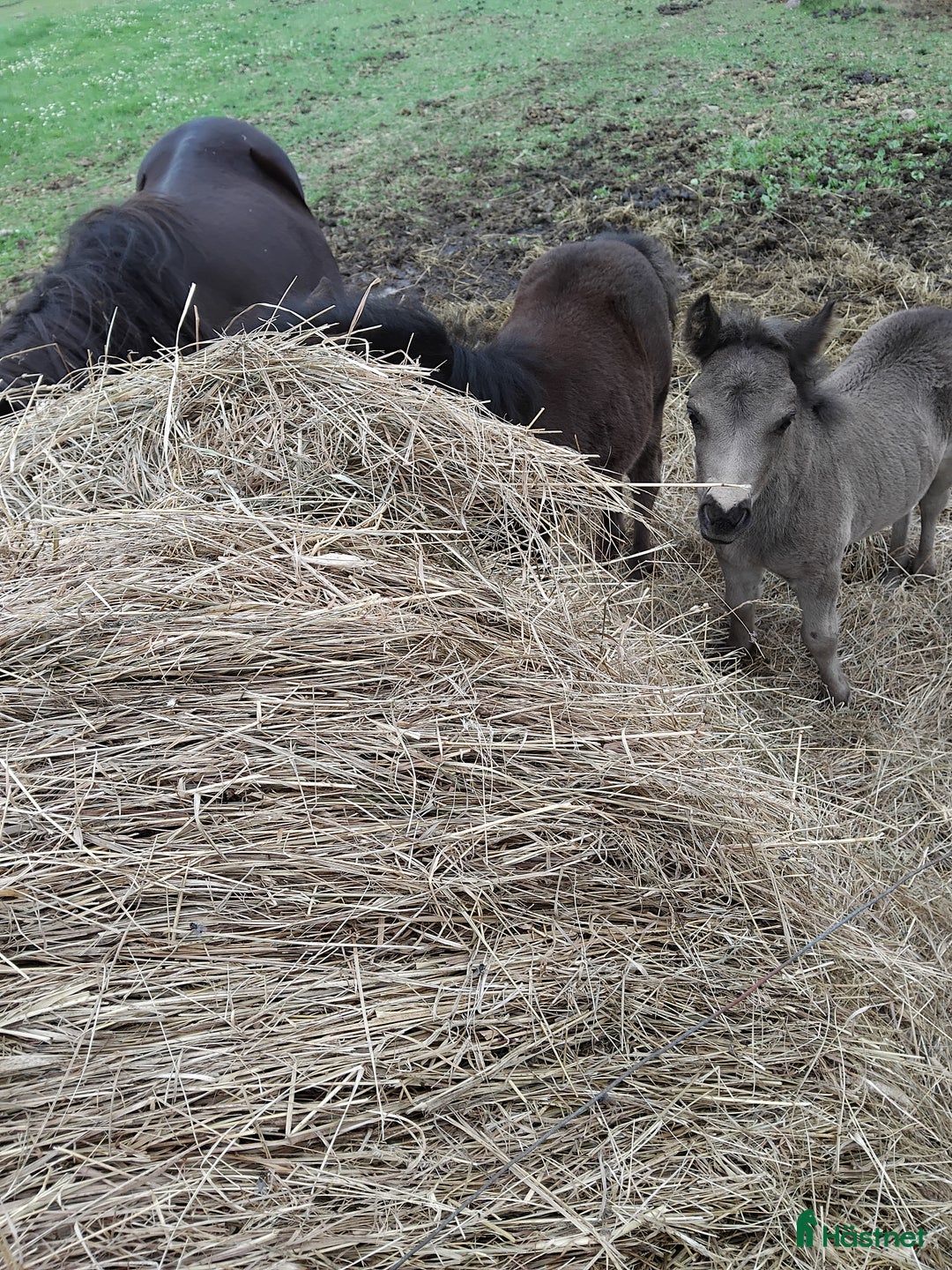 Allround hästar till salu: Mysig shettiskille i Månstad - Annons 1