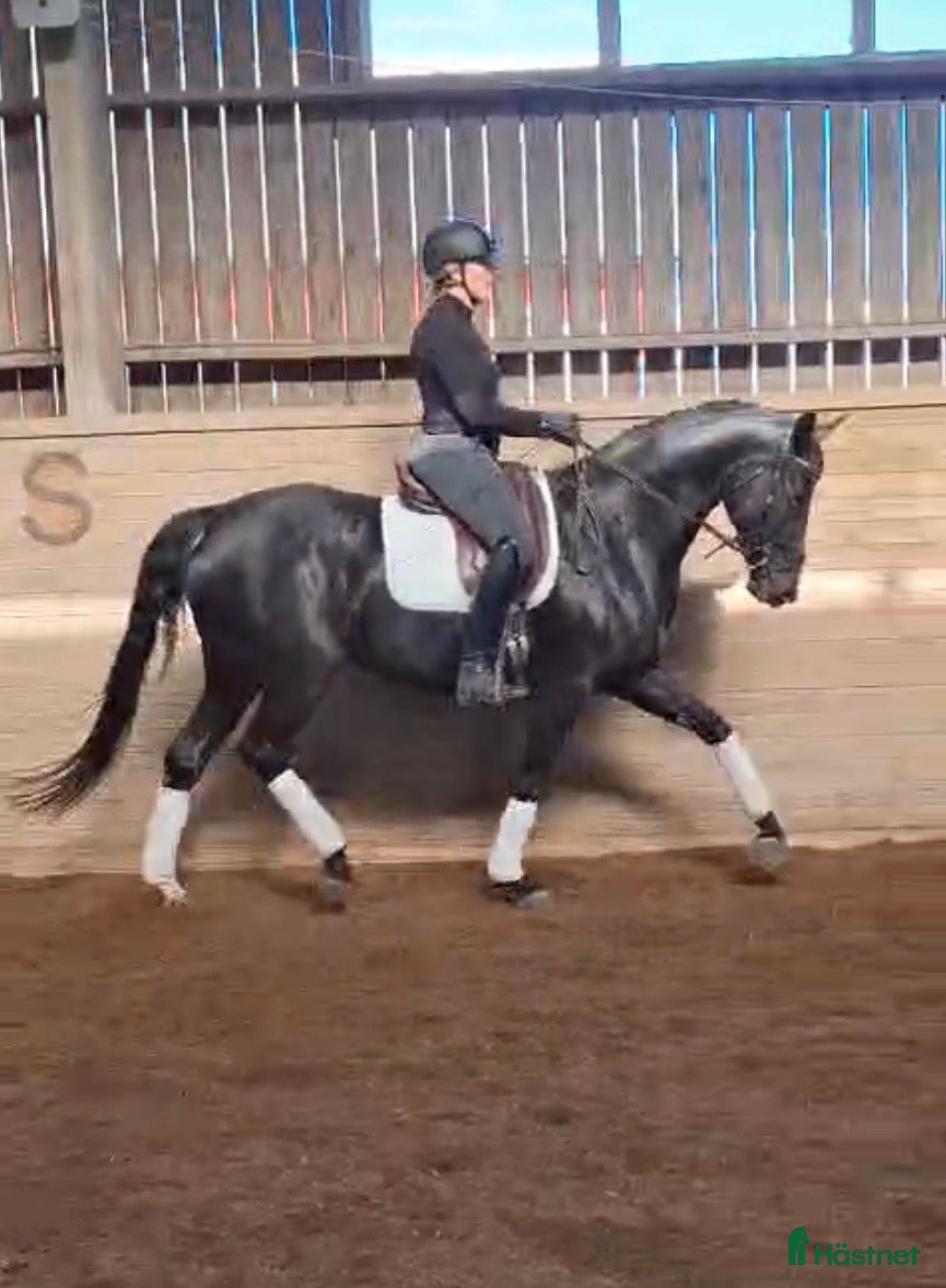  hästar Superfint sto till satsande ryttare - Annons 6