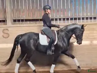 hästar Superfint sto till satsande ryttare - Annons 4