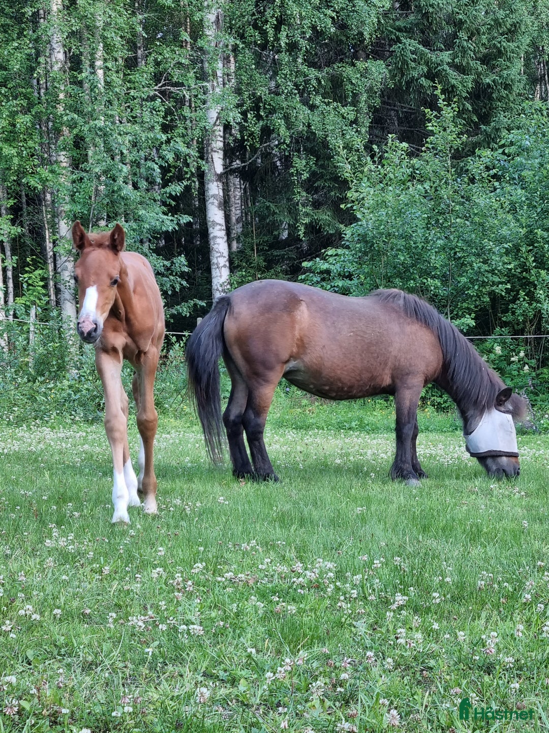 Dressyr hästar till salu: Supertrevligt sto e.Zafferano  i Ludvika - Bild 13