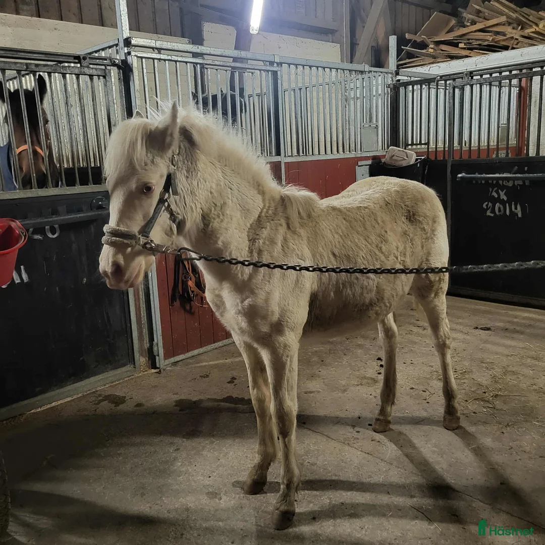 Allround hästar till salu: Connemara sto i Ronneby - Annons 2