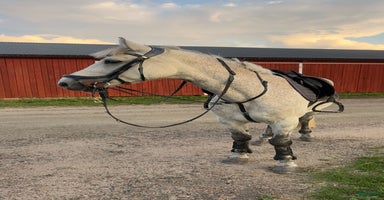  hästar i Sollebrunn - Annons 13