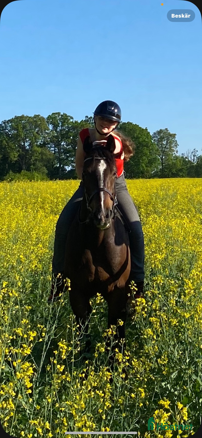  medryttarhäst sökes: Medryttare sökes  - Annons 3