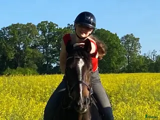 medryttarhäst sökes: Medryttare sökes - Annons 3