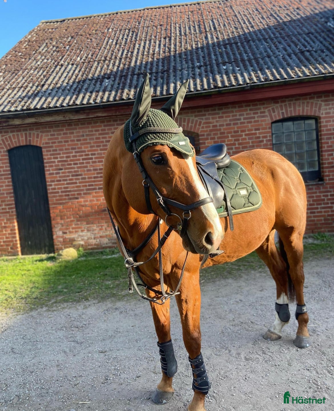  hästar Fantastiskt fullblod i Löddeköpinge - Annons 15