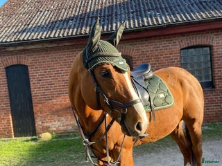 hästar Fantastiskt fullblod i Löddeköpinge - Annons 9