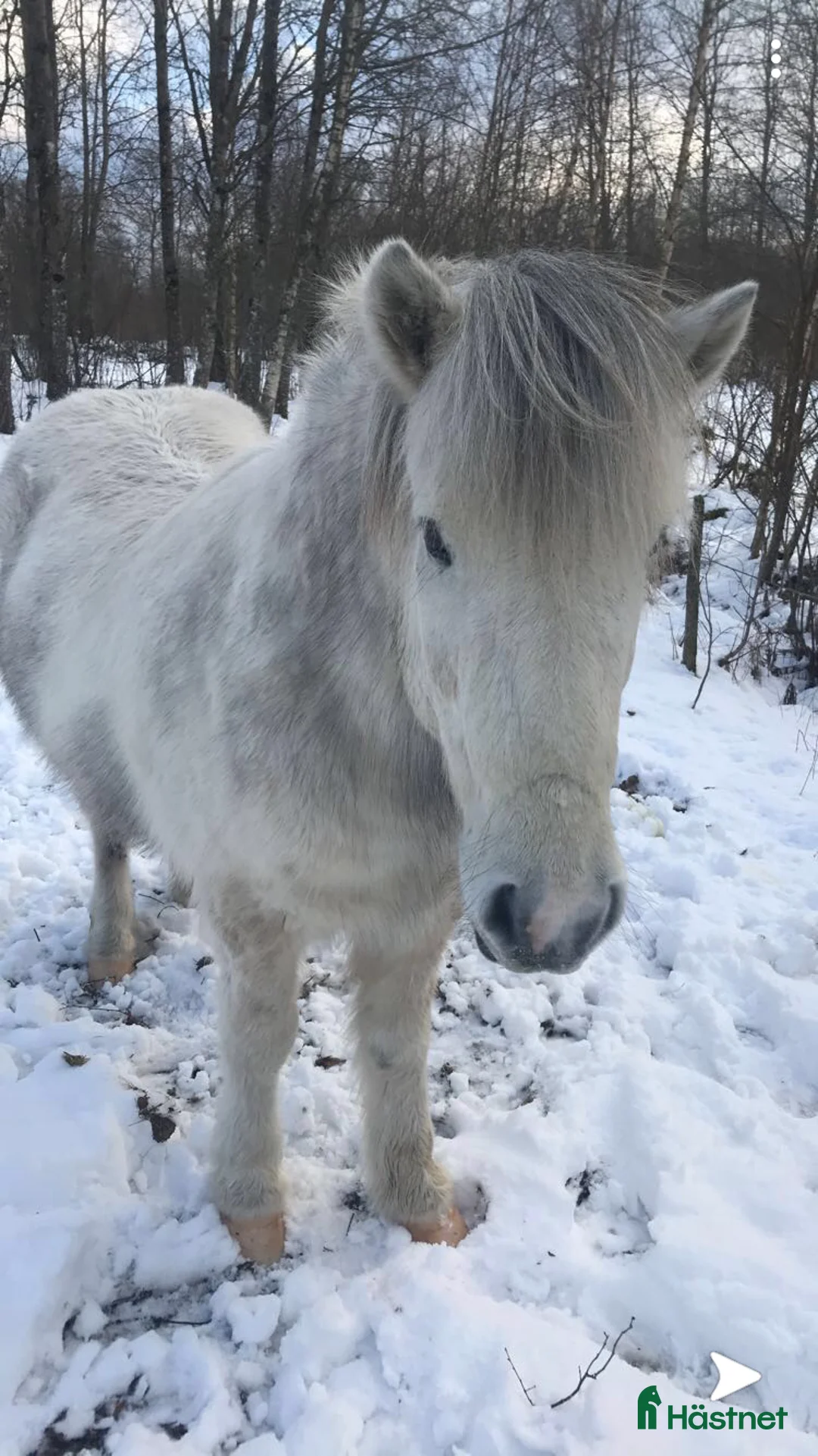 Island hästar till salu: Islandshäst valack- Gimli, född 2010 i Älmhult - Annons 2