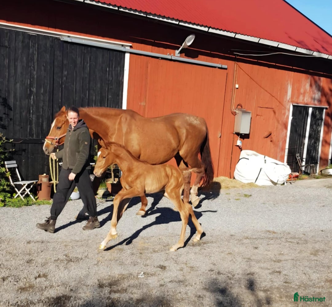 Hoppning hästar till salu: En riktig snyggning! i Fjällbacka - Annons 2