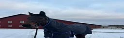 Allround hästar till salu: Enastående allround häst - Annons 9