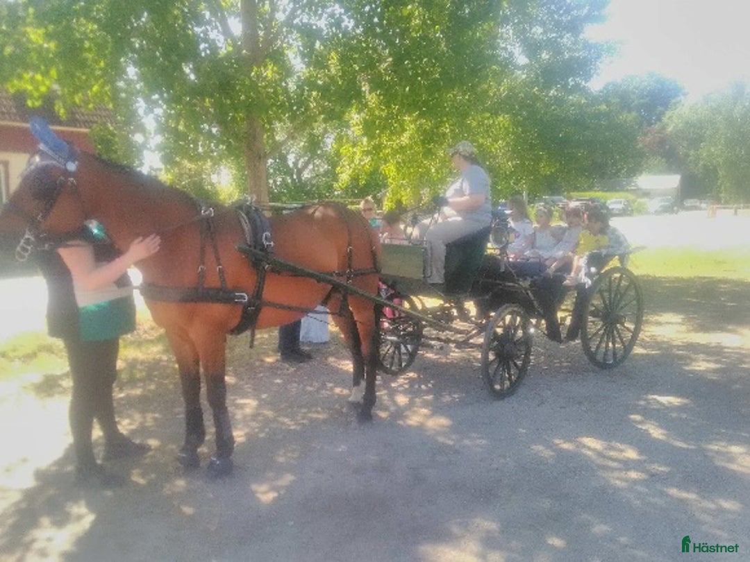 Allround hästar till salu: 2 st sociala trevliga valackar - Annons 4