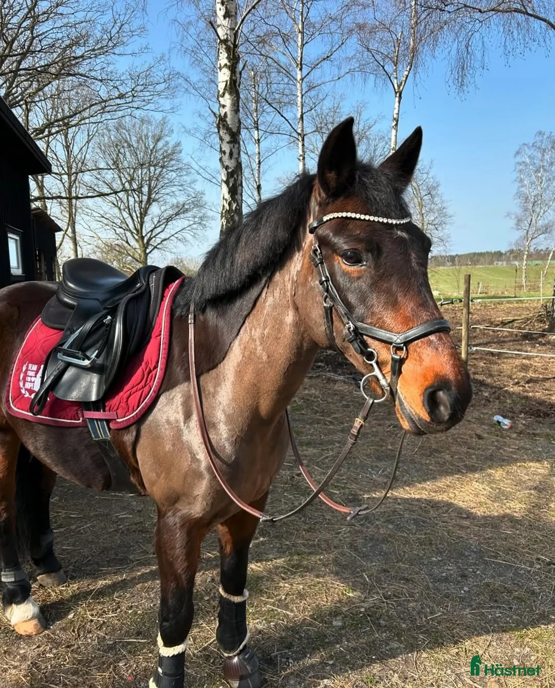 Allround hästar till salu: New forest sto söker bästa vän - Annons 4