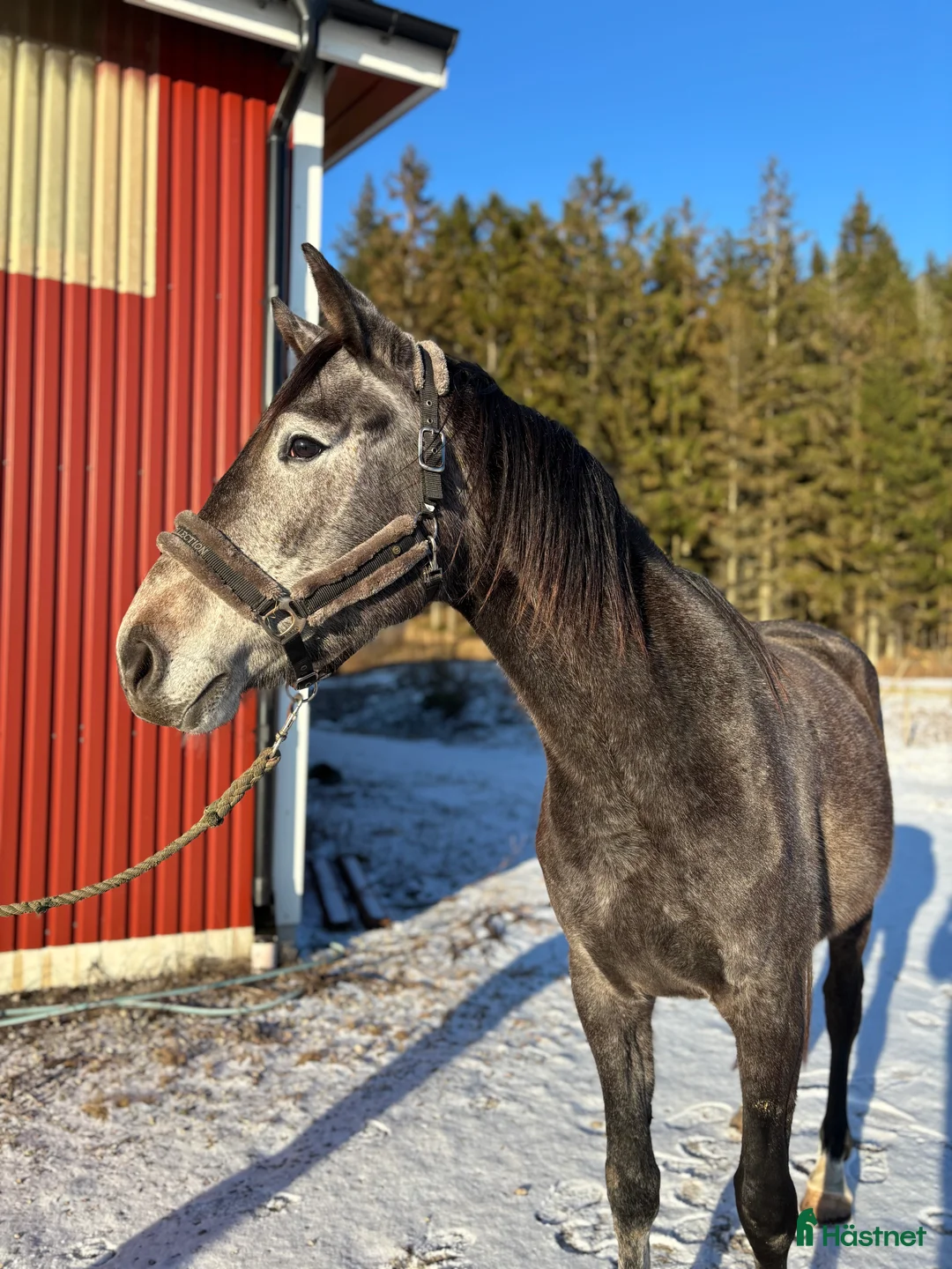 Hoppning hästar till salu: Känsligt och godhjärtat sto - Annons 2