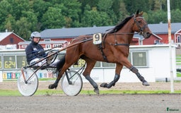 Allround hästar till salu: Snällt varmblod söker nytt hem i Hudiksvall - Bild 4