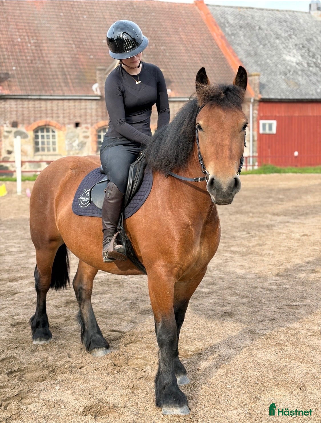  hästar Ardenner i ponny storlek  - Annons 1