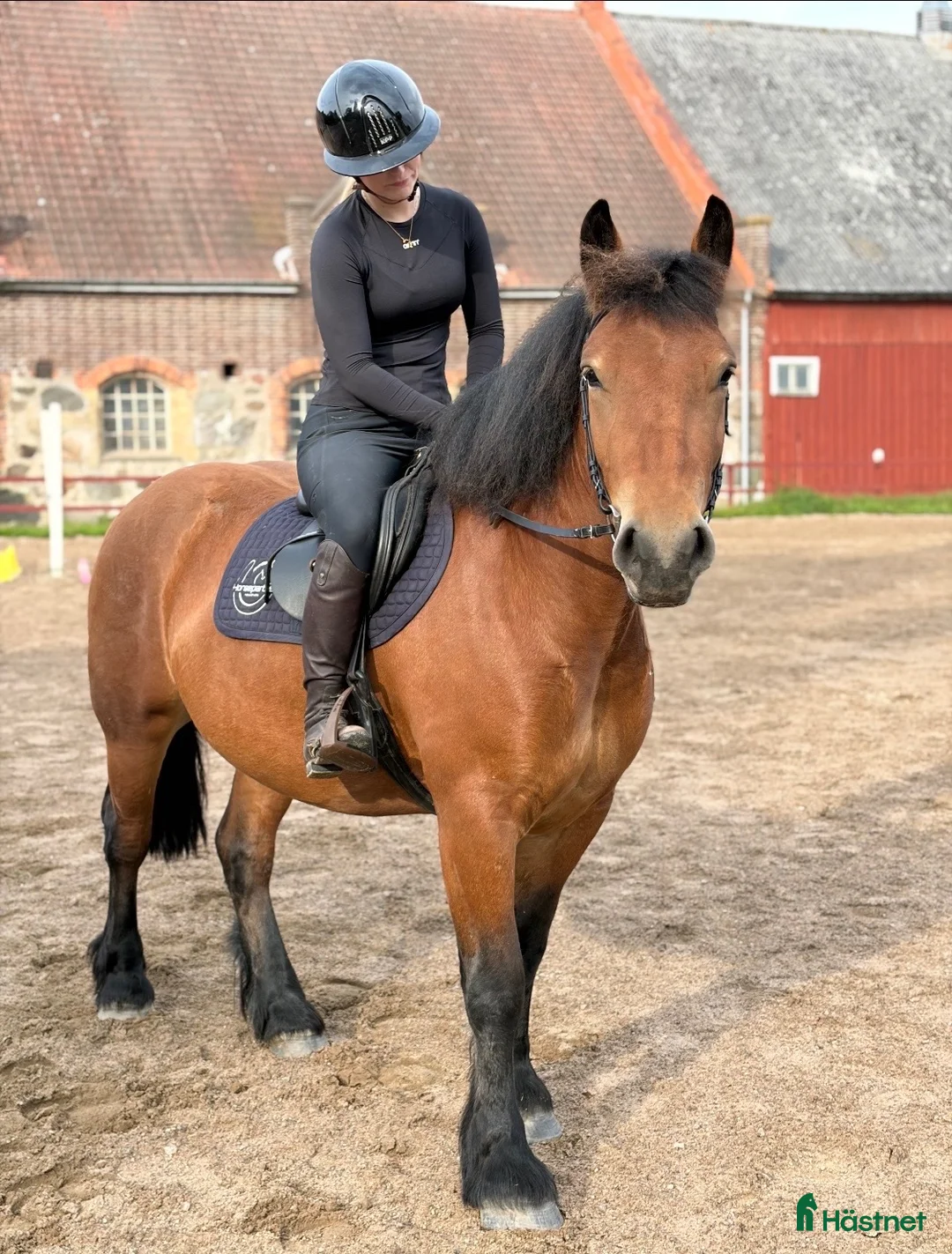 Allround hästar till salu: Ardenner i ponny storlek  - Annons 1