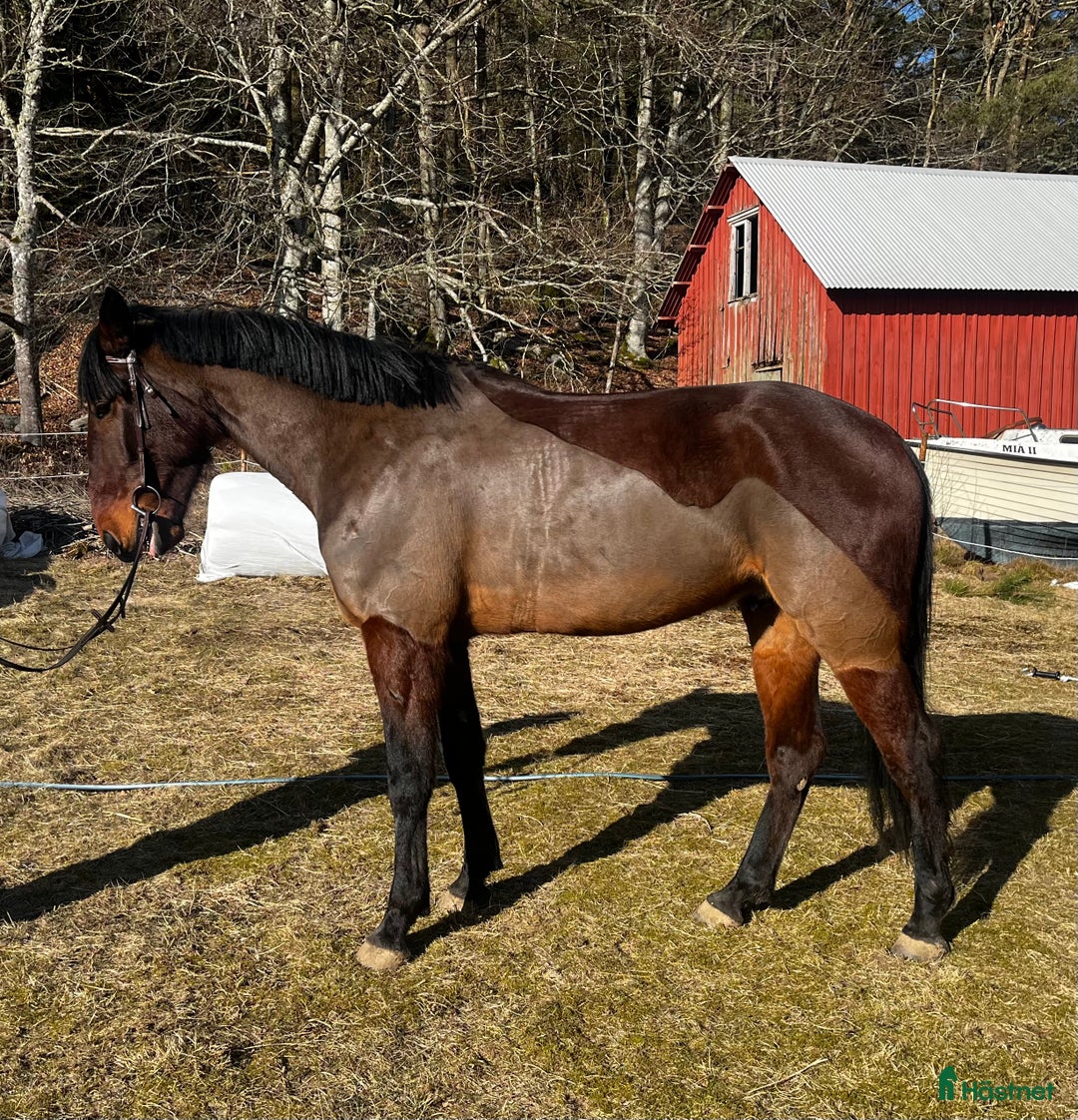 Allround hästar till salu: Fin valack i Onsala - Annons 1