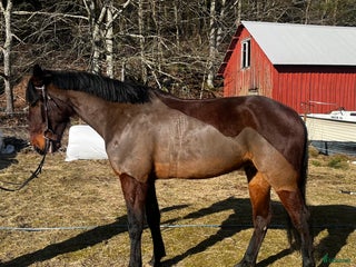 hästar Fin valack i Onsala - Annons 15