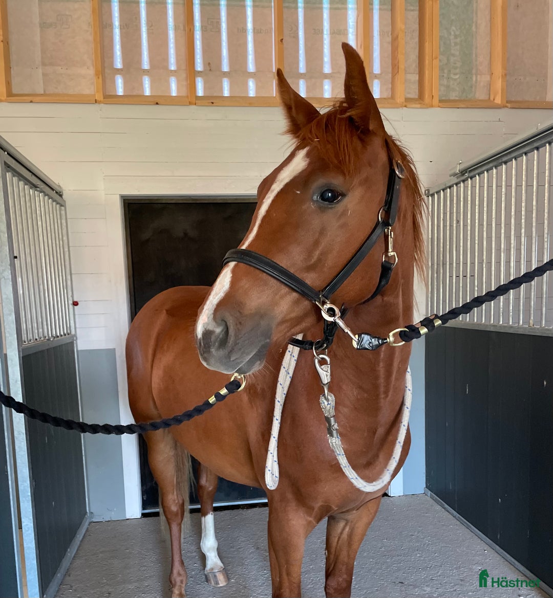 Allround hästar till salu: Elegant 2-årig valack e. Kespri DC ue. Zafferano i Bro - Annons 6