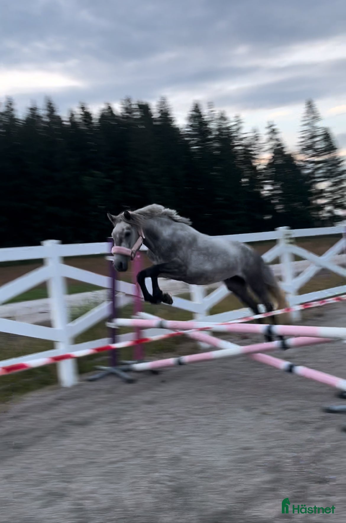  hästar Sockersöt Connemara  - Annons 3