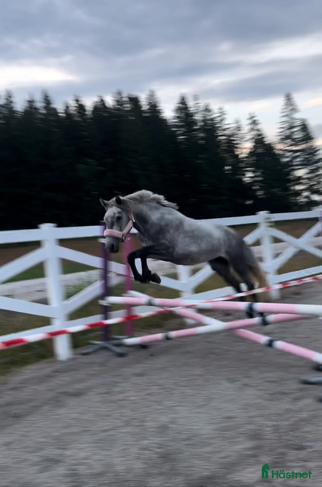 Allround hästar till salu: Sockersöt Connemara  - Annons 1