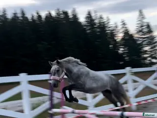 hästar Sockersöt Connemara - Annons 3