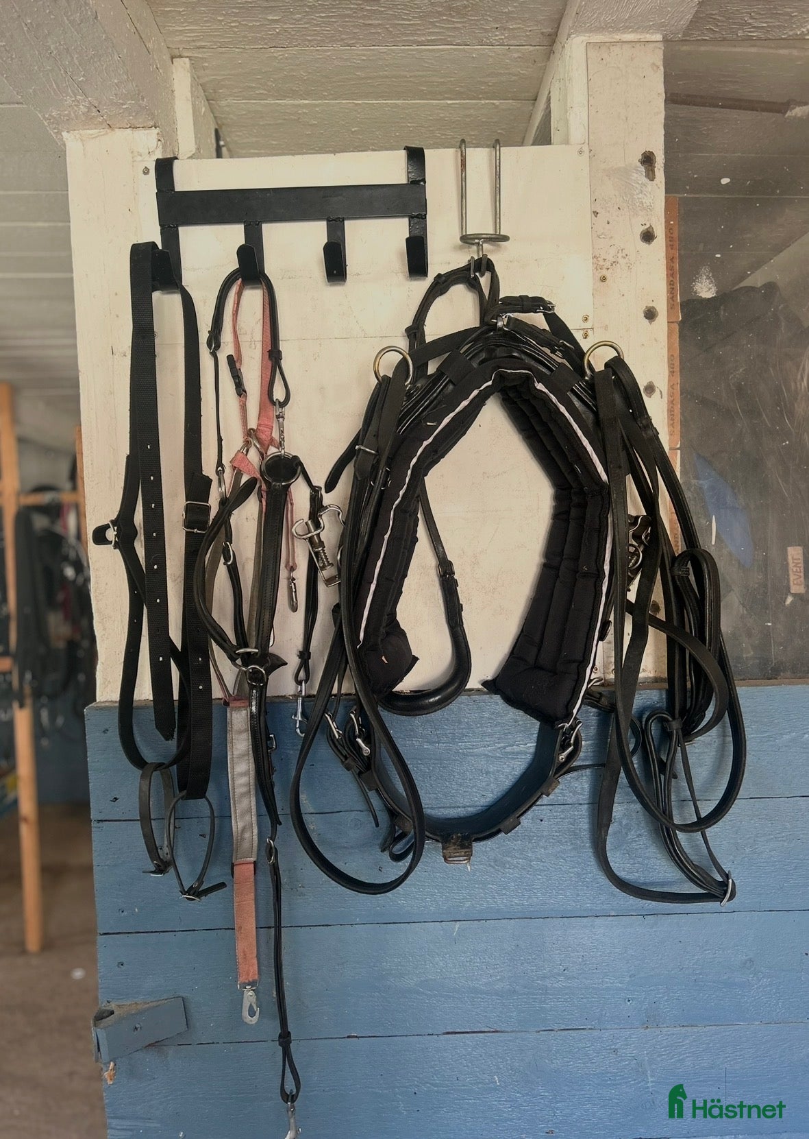 Travselar trav till salu: QH sele ponny i Sorunda - Annons 17