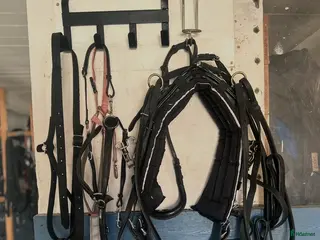 Travselar trav till salu: QH sele ponny i Sorunda - Annons 7